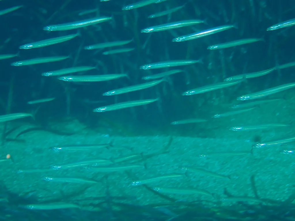 Gymnammodytes cicerelus