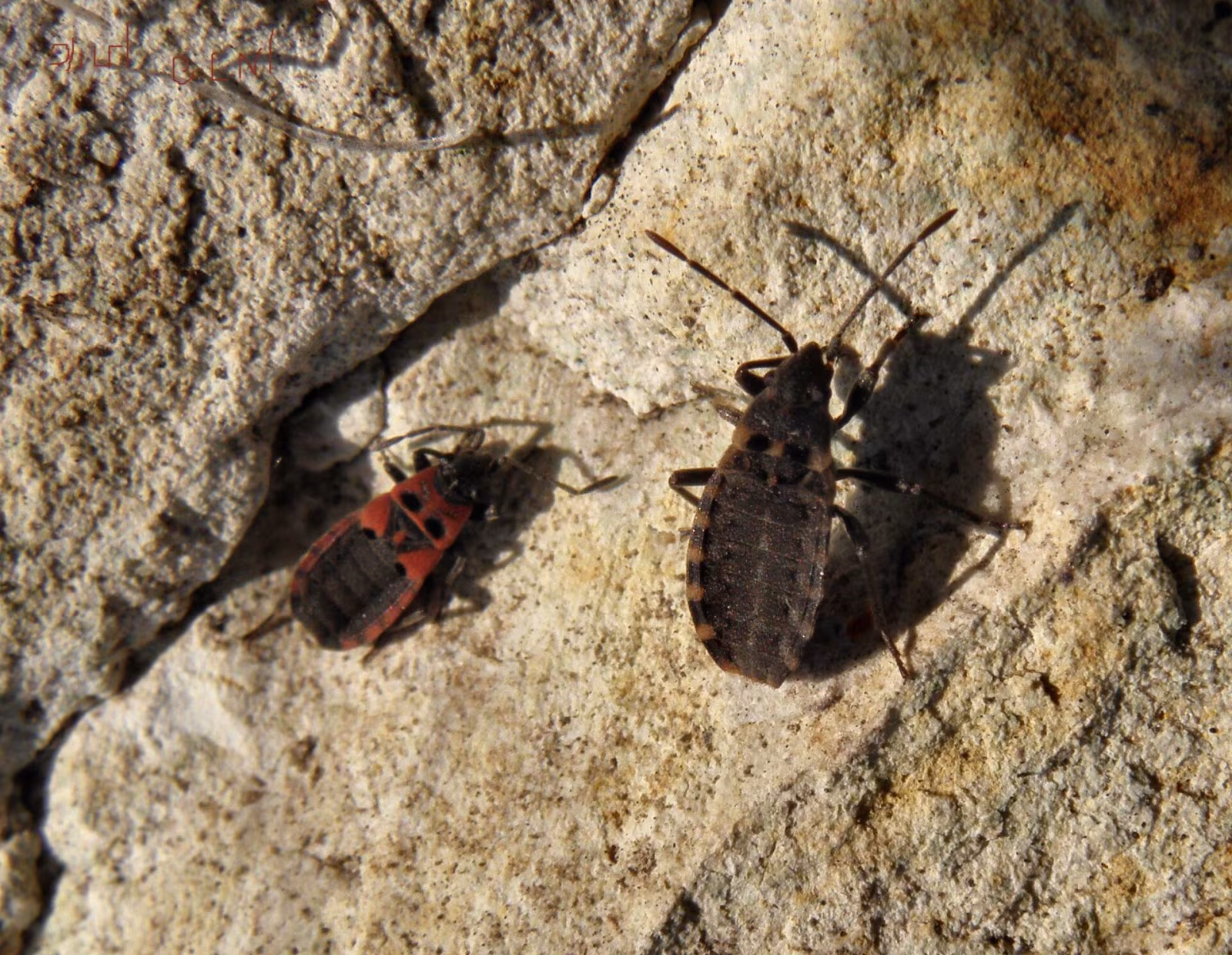 Apterola kuenckeli