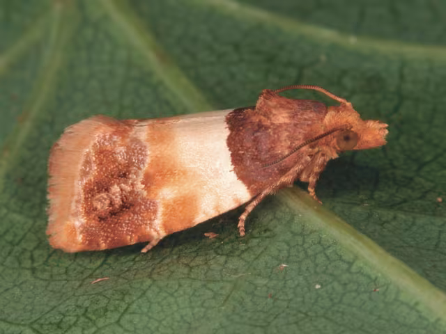 Epinotia festivana