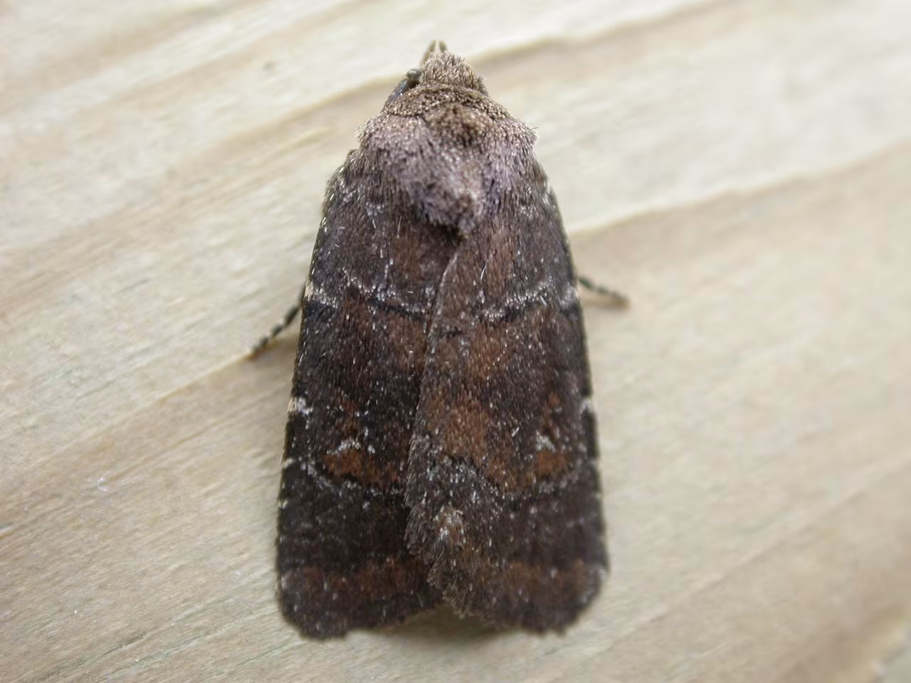 Rusina ferruginea