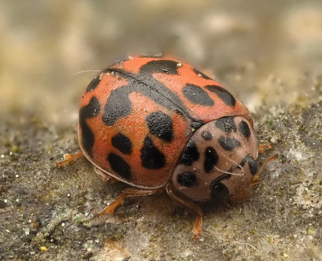 Oenopia conglobata