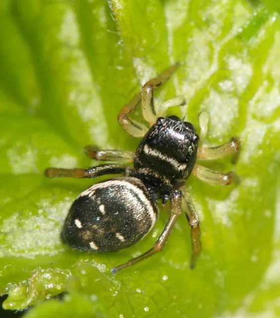 Heliophanus cupreus
