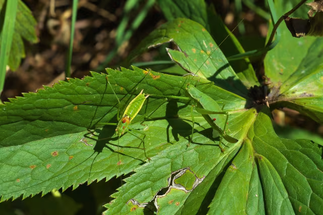 Leptophyes boscii
