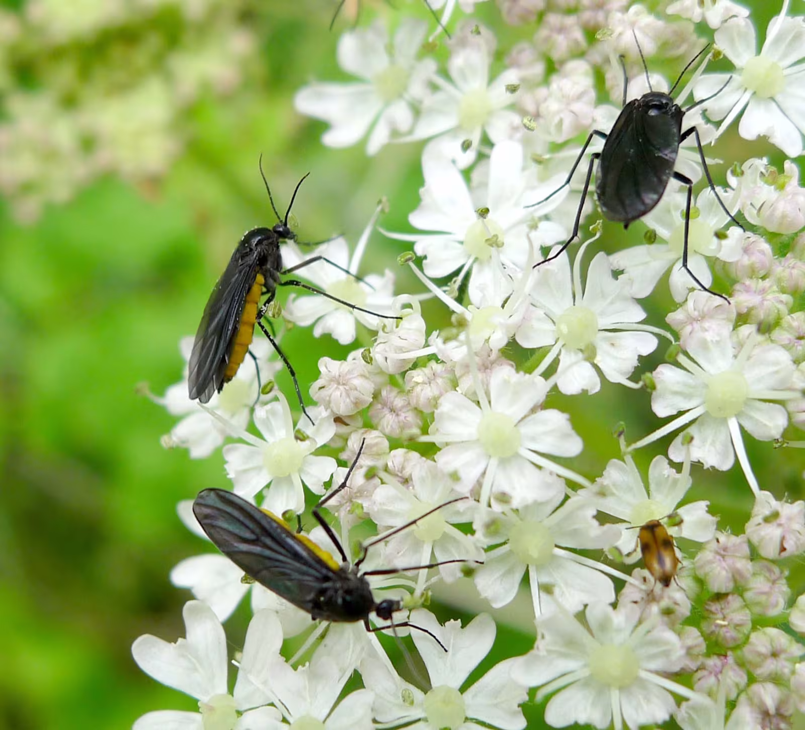 Sciara hemerobioides