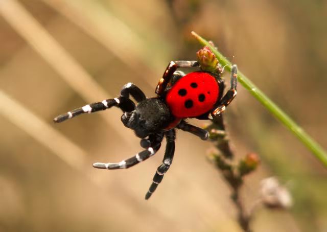 Eresus sandaliatus