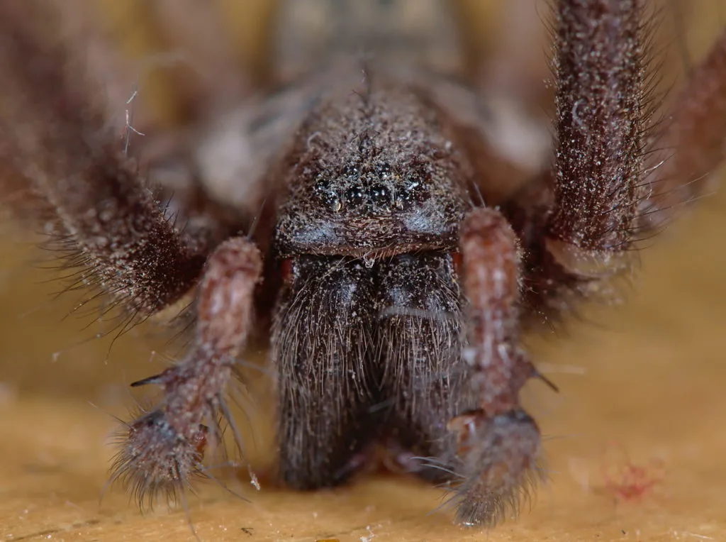 Tegenaria parietina