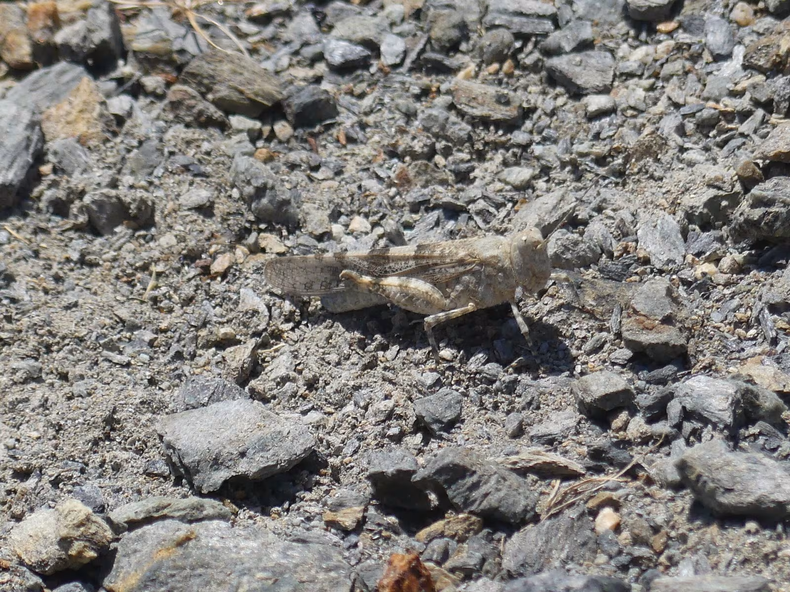 Sphingonotus corsicus