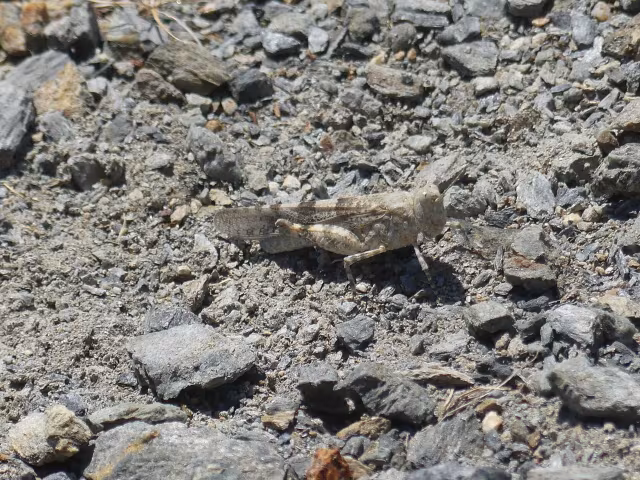 Sphingonotus corsicus