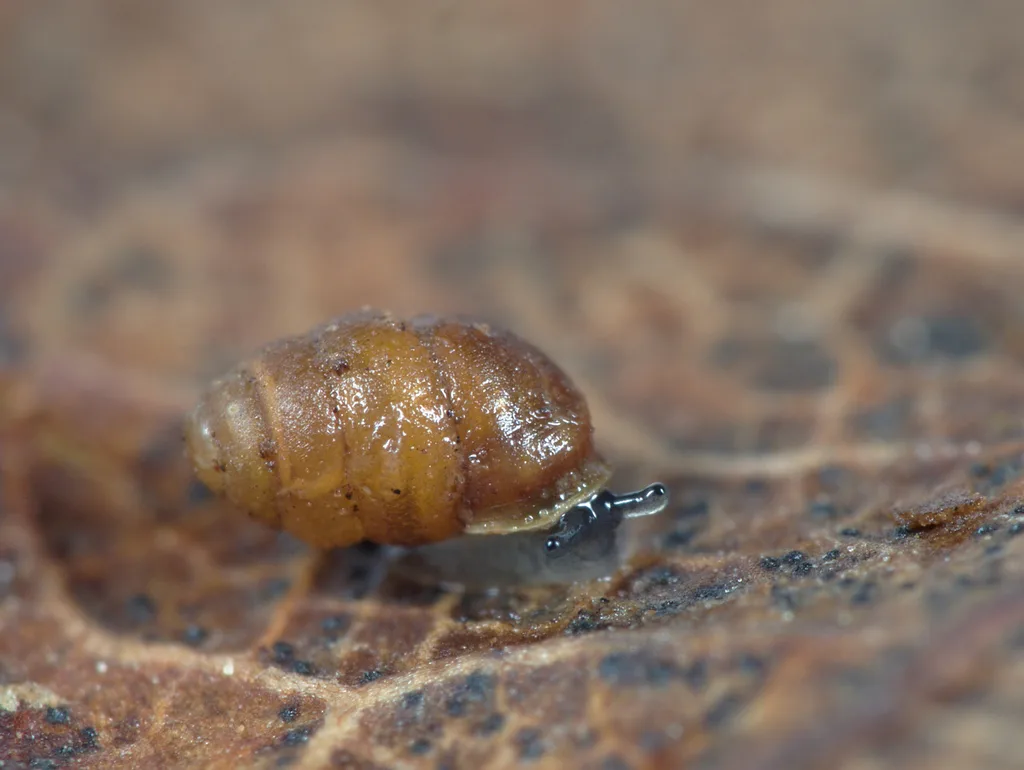 Vertigo pygmaea