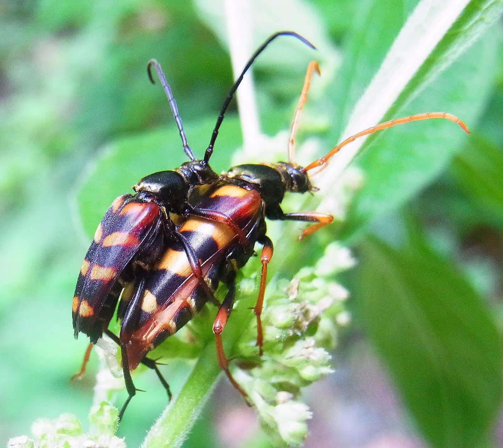 hornet beetle