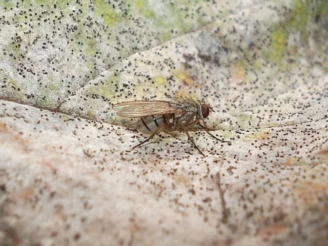 Coenosia tigrina