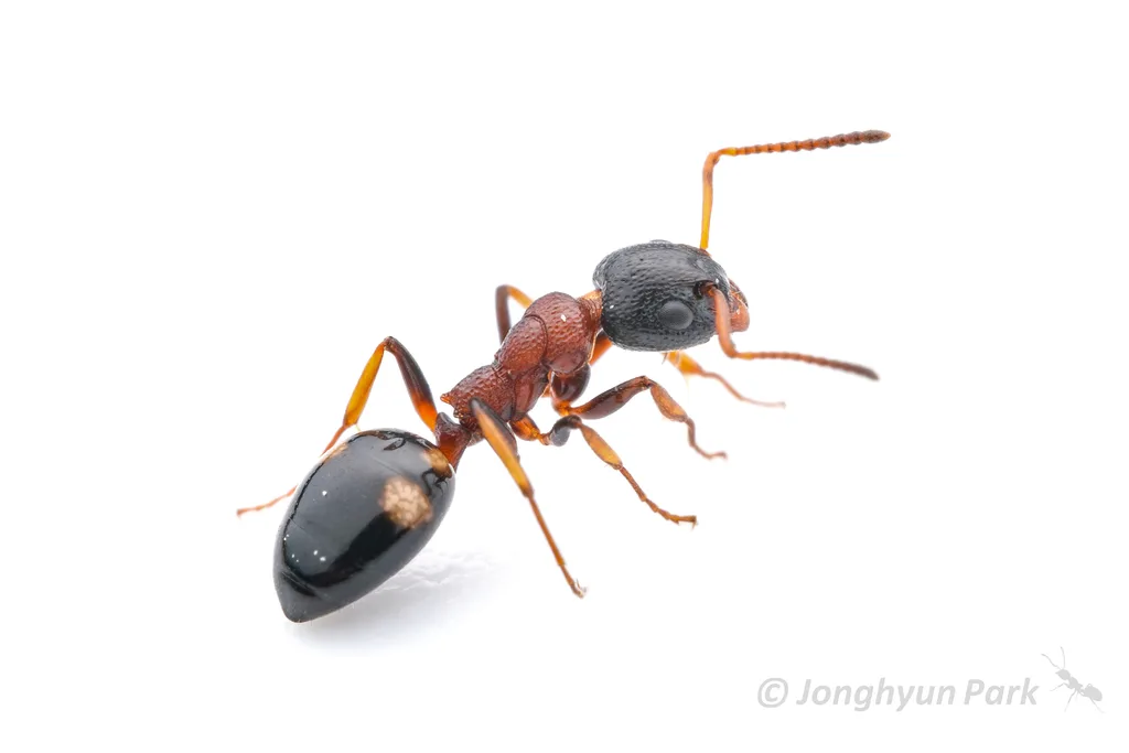 Dolichoderus quadripunctatus