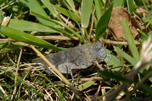 Oedipoda fuscocincta