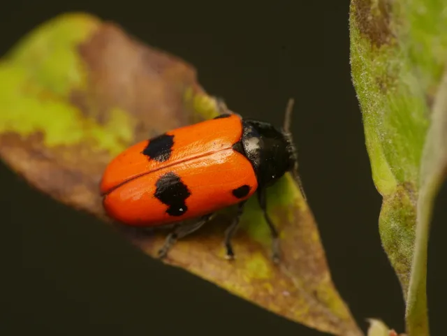 Clytra laeviuscula