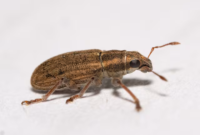 Sitona lineatus