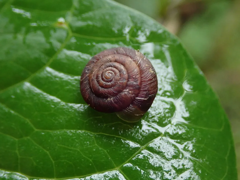 Trochulus striolatus