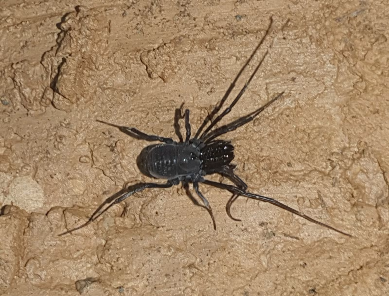 Ischyropsalis adamii