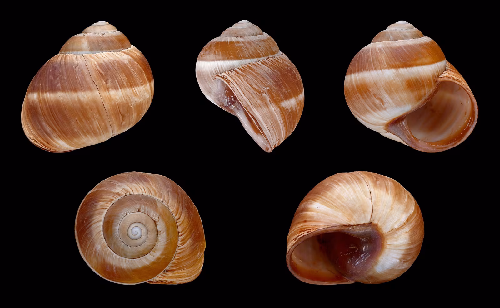 Chiocciola cinturata
