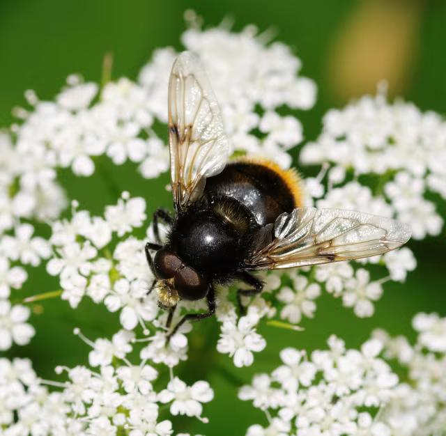 Volucella bombylans