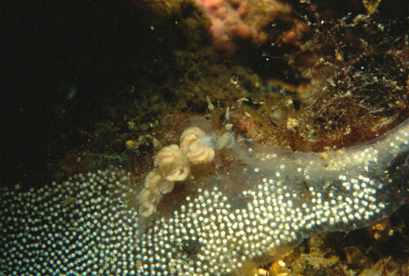 Favorinus branchialis