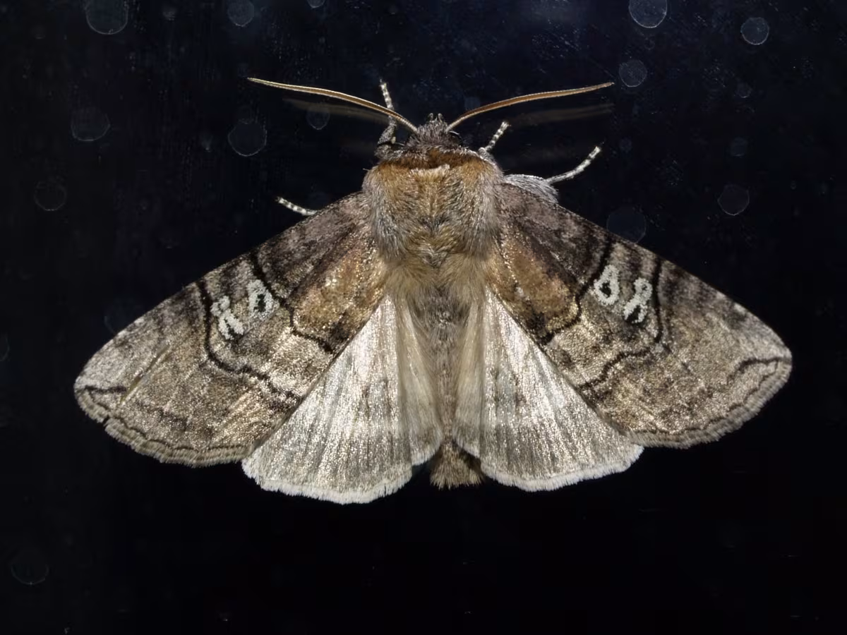 Tethea ocularis