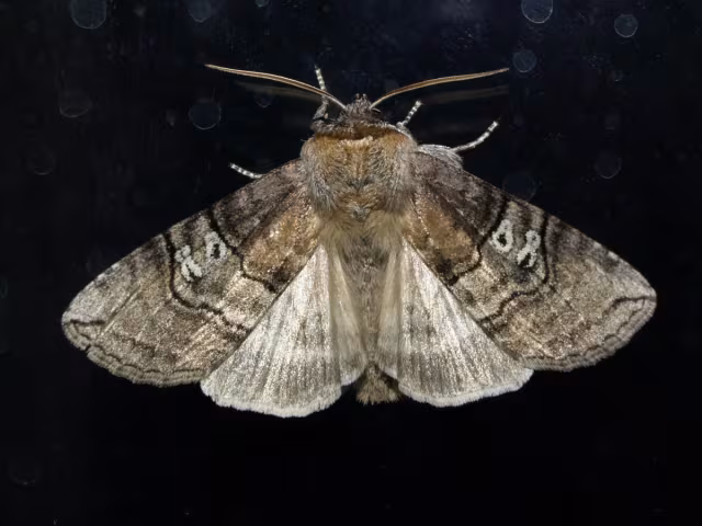 Tethea ocularis