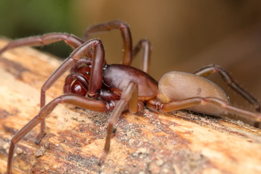 Harpactocrates intermedius