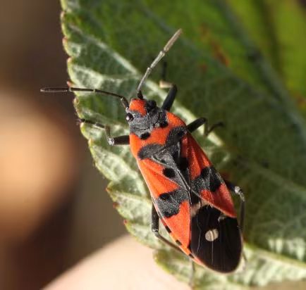 Cimice di terra