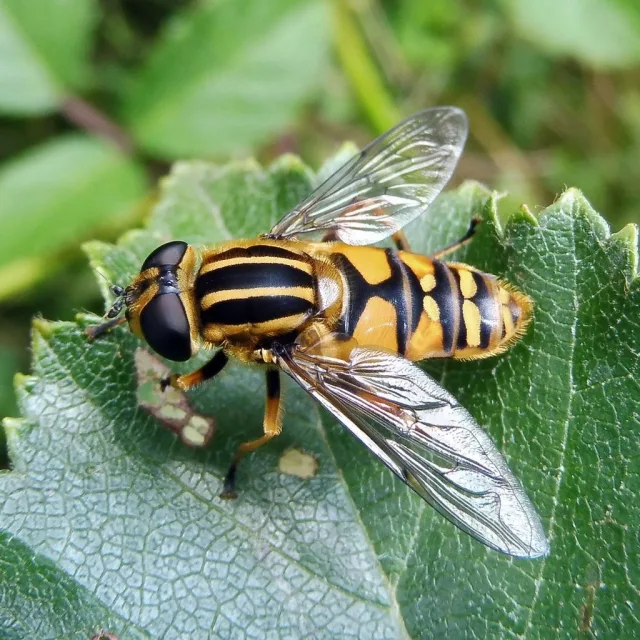 Helophilus pendulus