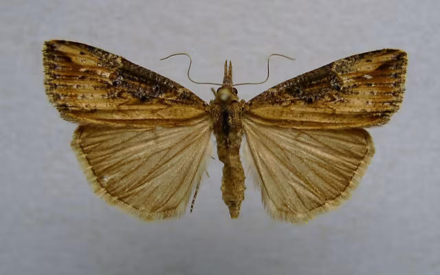 Hypena obesalis