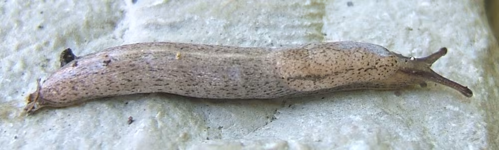 Limaccia macchiata dalla chiglia