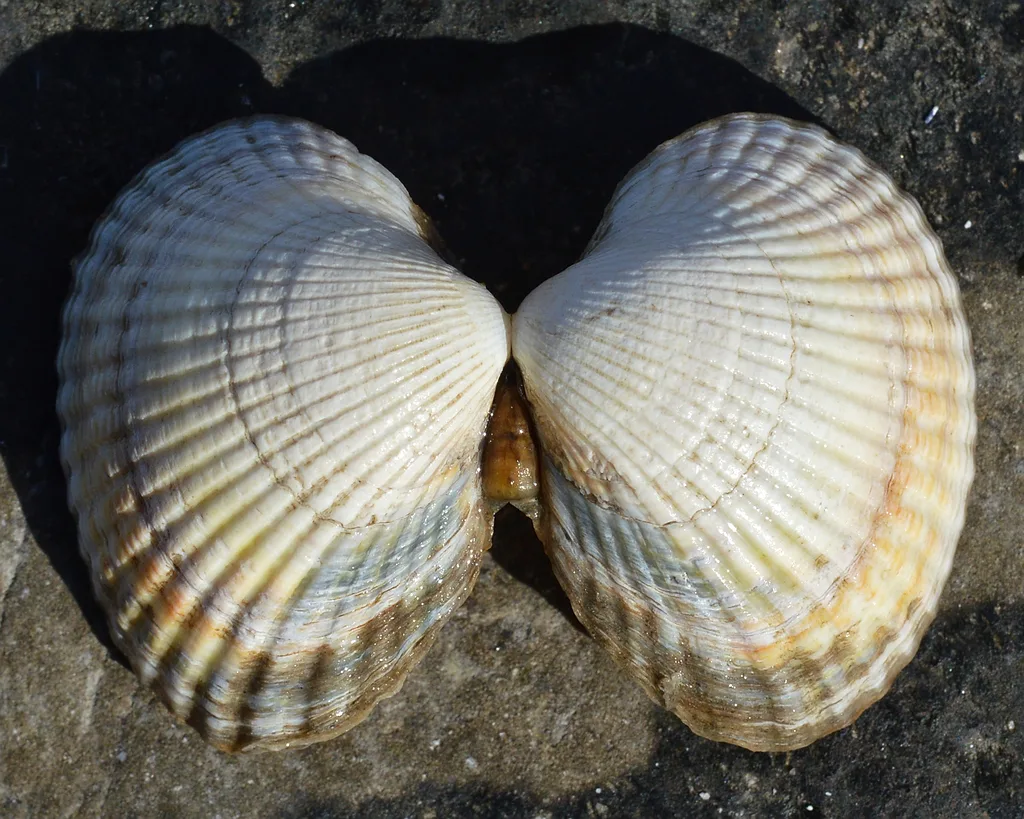 Cuore edule