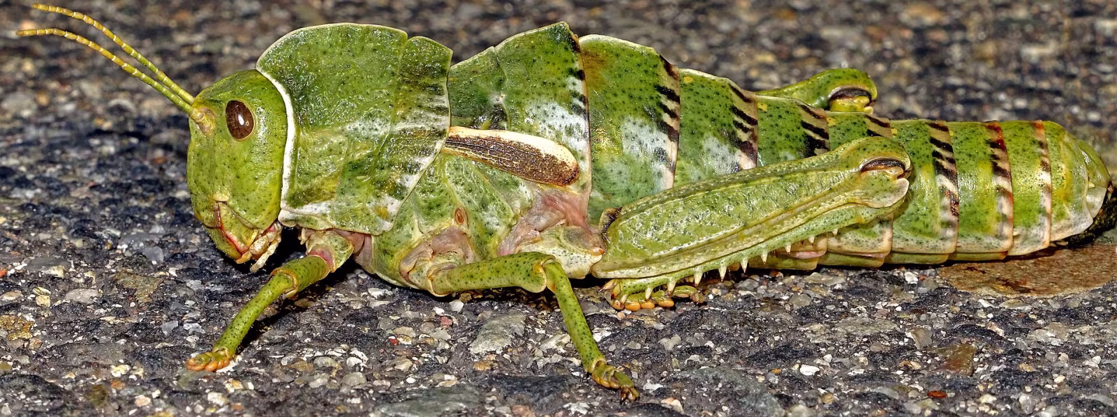 Pamphagus sardeus