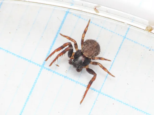 Cozyptila blackwalli