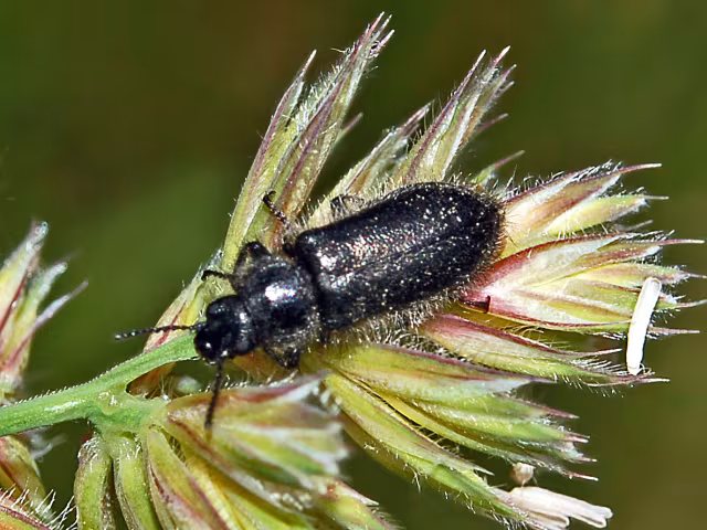 Enicopus pilosus