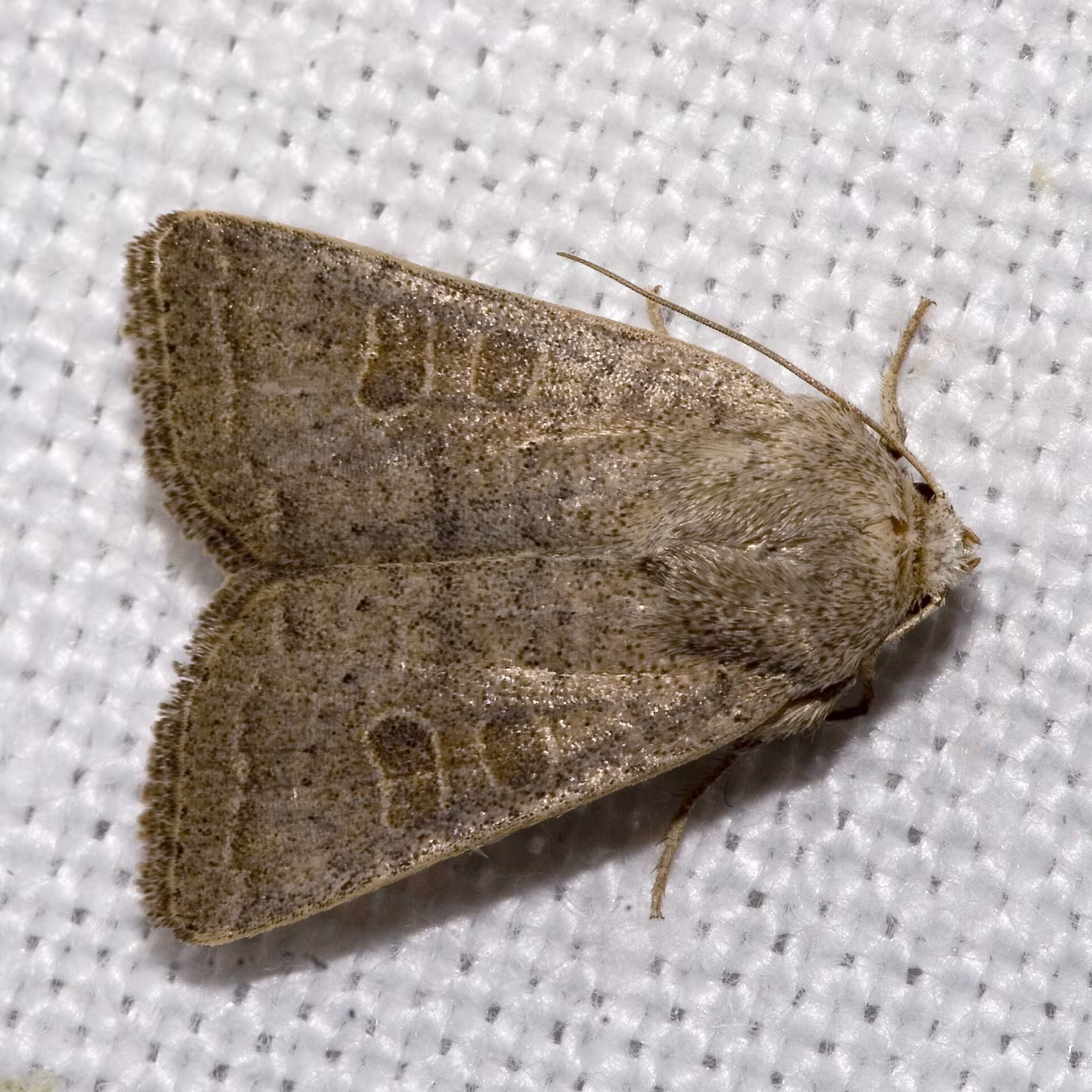 Hoplodrina ambigua