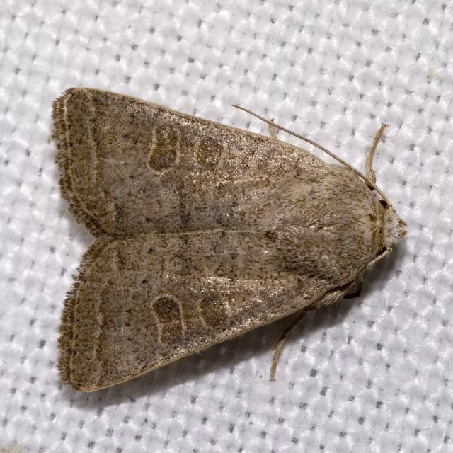 Hoplodrina ambigua