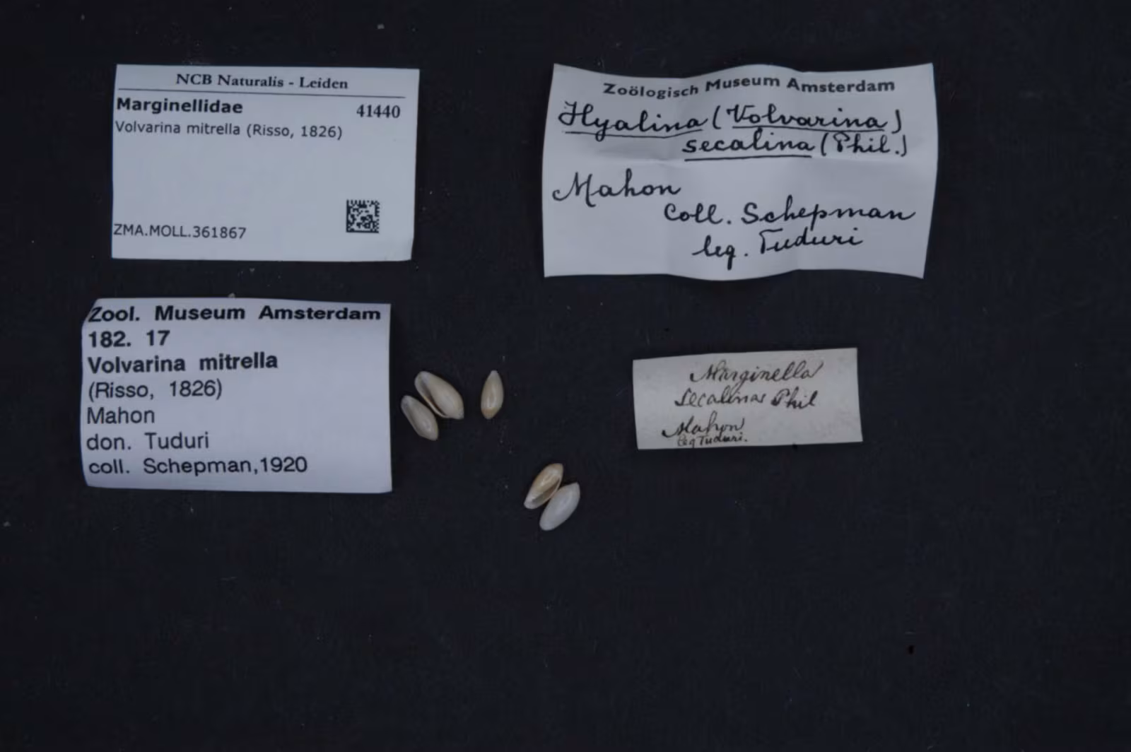 Volvarina mitrella