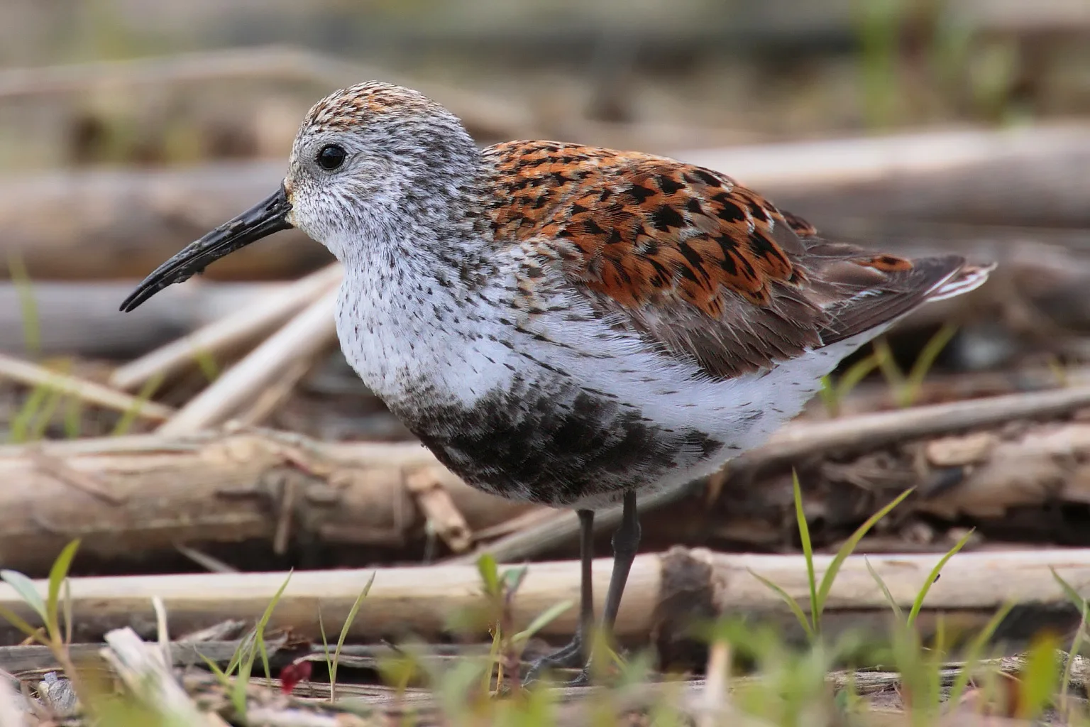 Dunlin