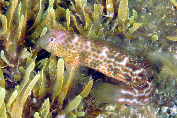 Caneva's Blenny