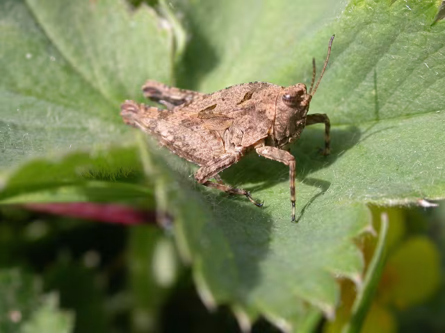Tetrix tenuicornis
