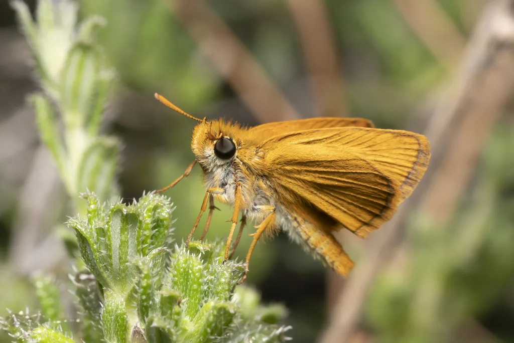 Thymelicus acteon