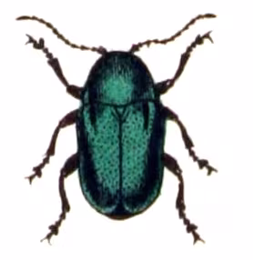 Cryptocephalus violaceus