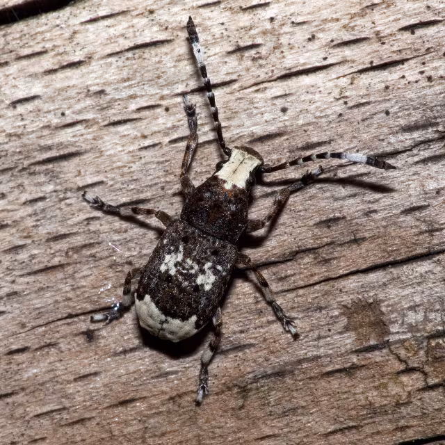 Platystomos albinus