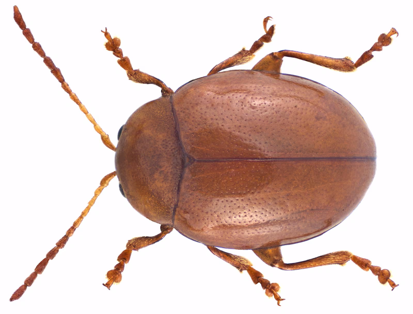 Sphaeroderma testaceum