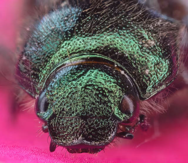 Phyllopertha horticola