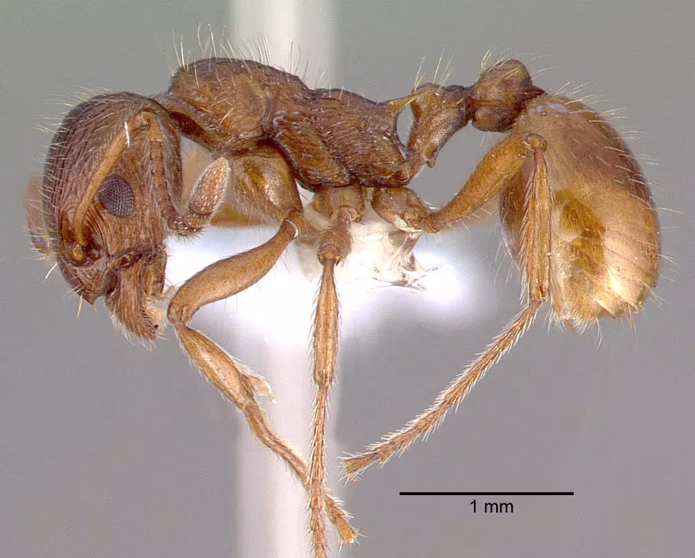 Myrmica rubra