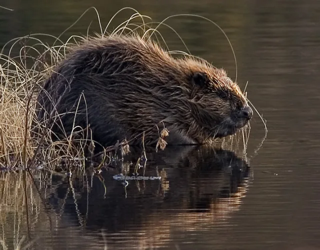 Castoro europeo