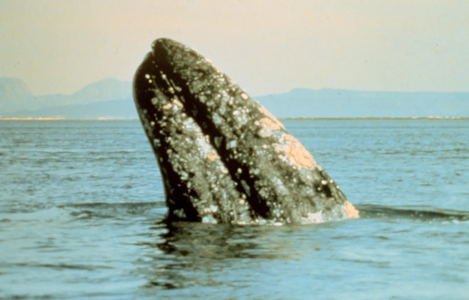 Grey Whale