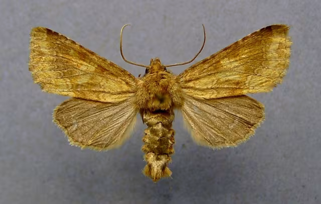 Conisania luteago